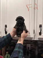 Female 2, a female Shihpoo for sale in Bosworth, MO – Photo 1 of 2