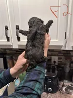 Female 2, a female Shihpoo for sale in Bosworth, MO – Photo 2 of 2