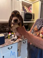 Male1, a male Basset Hound for sale in Bosworth, MO – Photo 1 of 2