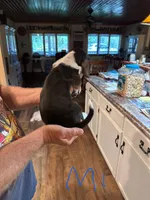 Male1, a male Basset Hound for sale in Bosworth, MO – Photo 2 of 2