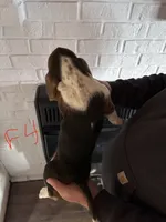 Female4, a female Basset Hound for sale in Bosworth, MO – Photo 2 of 2