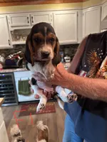 Female 1, a female Basset Hound for sale in Bosworth, MO – Photo 1 of 2