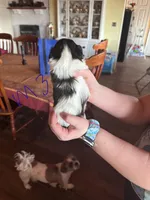 Male3, a male Shih Tzu for sale in Bosworth, MO – Photo 2 of 2