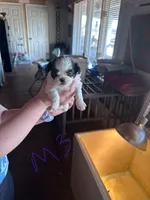 Male3, a male Shih Tzu for sale in Bosworth, MO – Photo 1 of 2