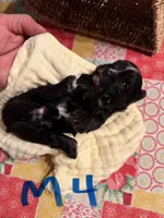 Male4, a male Shihpoo for sale in Bosworth, MO – 2 of 2