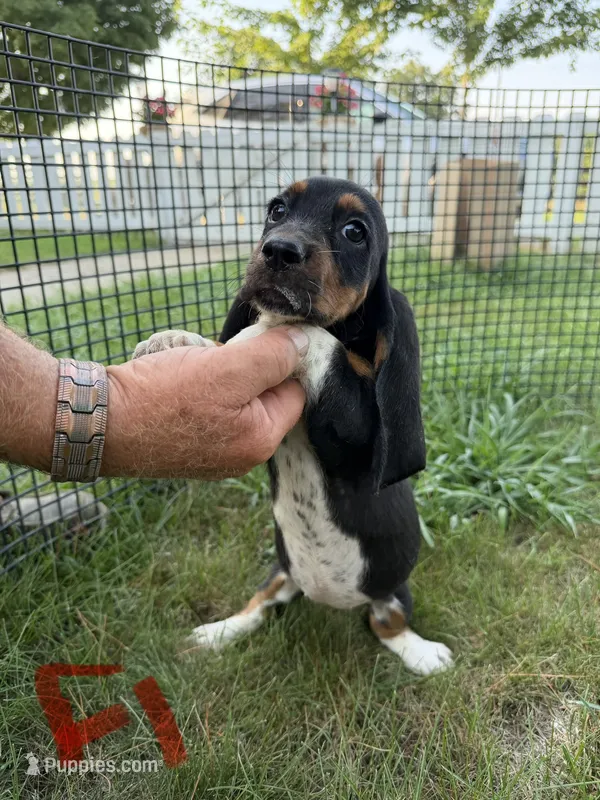 Female1 – Basset Hound puppy for sale in Bosworth, MO