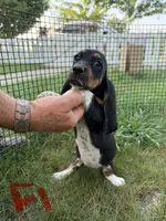 Female1, a female Basset Hound for sale in Bosworth, MO – 1 of 3