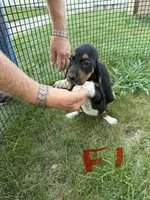 Female1, a female Basset Hound for sale in Bosworth, MO – 3 of 3
