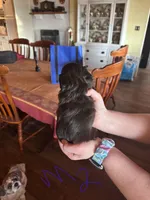 Male2, a male Shih Tzu for sale in Bosworth, MO – Photo 2 of 4