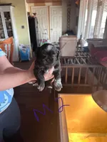 Male2, a male Shih Tzu for sale in Bosworth, MO – Photo 1 of 4