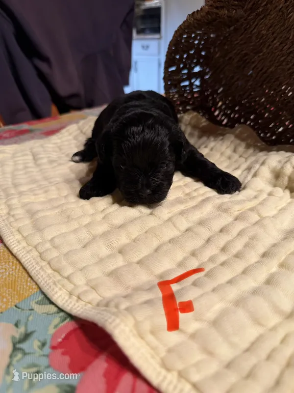Female1 – Shihpoo puppy for sale in Bosworth, MO