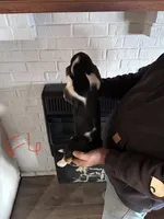 Female6, a female Basset Hound for sale in Bosworth, MO – Photo 2 of 2