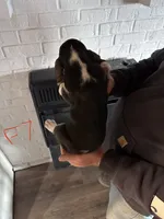 Female7, a female Basset Hound for sale in Bosworth, MO – Photo 2 of 2