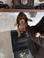 Female7, a female Basset Hound for sale in Bosworth, MO – Photo 1 of 2