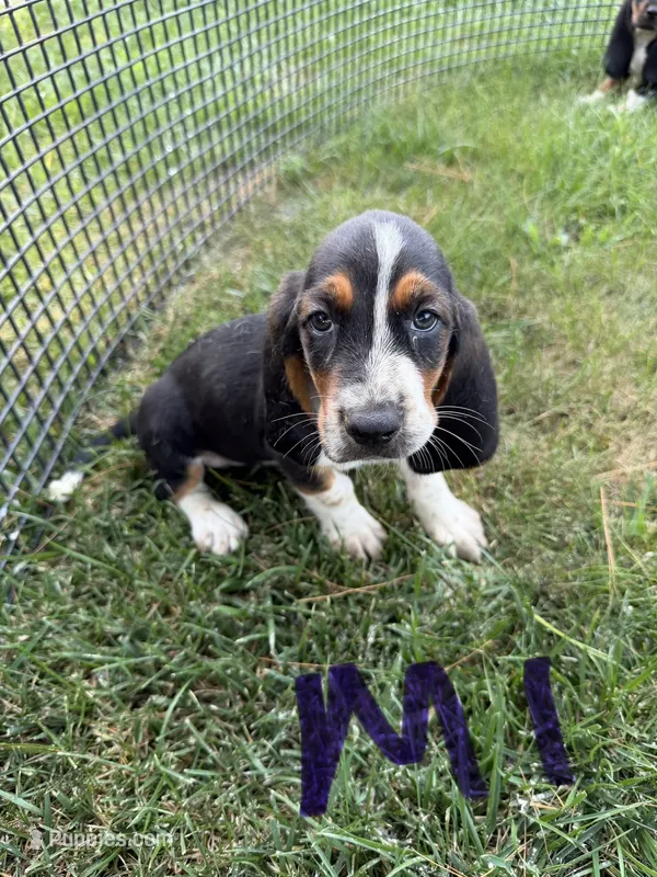 Male1 – Basset Hound puppy for sale in Bosworth, MO