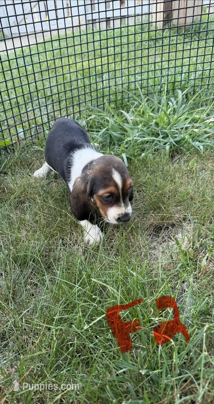 Female2 – Basset Hound puppy for sale in Bosworth, MO