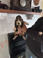 Female3, a female Basset Hound for sale in Bosworth, MO – Photo 1 of 2