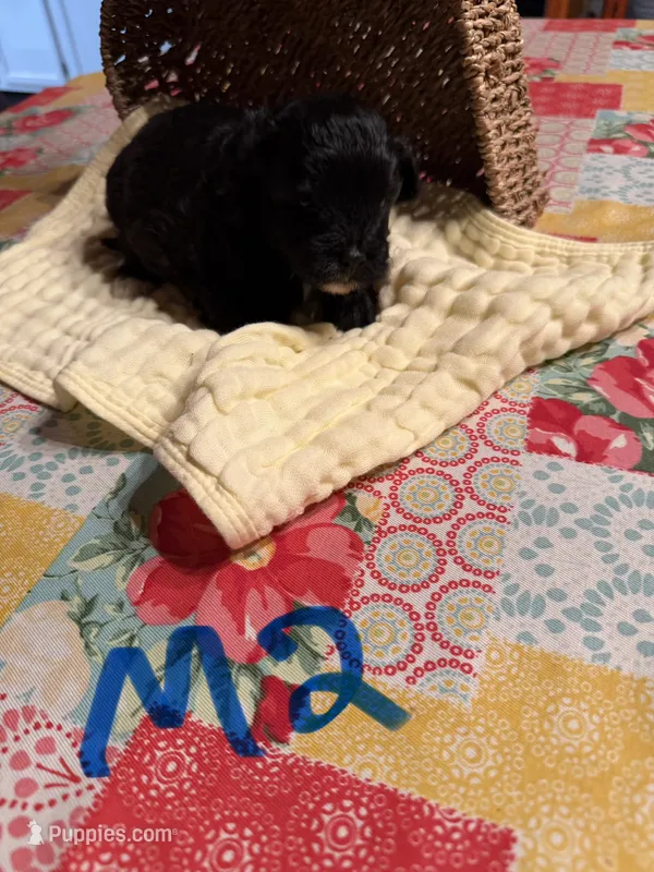 Male2 – Shihpoo puppy for sale in Bosworth, MO