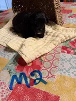 Male2, a male Shihpoo for sale in Bosworth, MO – 1 of 2