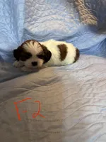 Female 2, a female Shih Tzu for sale in Bosworth, MO – Photo 1 of 3