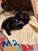 Male2, a male Shihpoo for sale in Bosworth, MO – 2 of 2