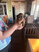 Female1, a female Shih Tzu for sale in Bosworth, MO – Photo 1 of 4