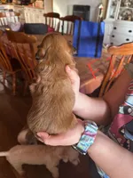 Female1, a female Shih Tzu for sale in Bosworth, MO – Photo 2 of 4