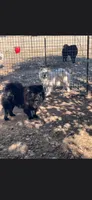 Sugar, a female Chow Chow for sale in Mannford, OK – 2 of 5