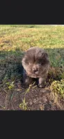 Jet, a male Chow Chow for sale in Mannford, OK – 3 of 3