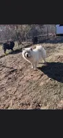 Sugar, a female Chow Chow for sale in Mannford, OK – 4 of 5