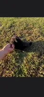 Coal, a male Chow Chow for sale in Mannford, OK – 4 of 5