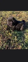 Coal, a male Chow Chow for sale in Mannford, OK – 3 of 5