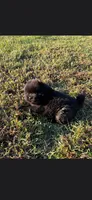 Coal, a male Chow Chow for sale in Mannford, OK – 5 of 5