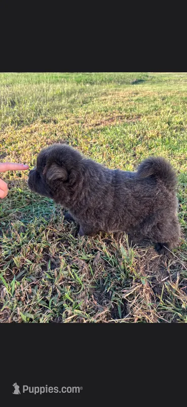 Jet – Chow Chow puppy for sale in Mannford, OK