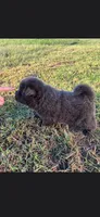 Jet, a male Chow Chow for sale in Mannford, OK – 1 of 3