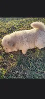 Sugar, a female Chow Chow for sale in Mannford, OK – 5 of 5