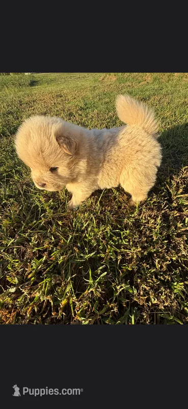 Sugar – Chow Chow puppy for sale in Mannford, OK