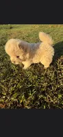 Sugar, a female Chow Chow for sale in Mannford, OK – 1 of 5