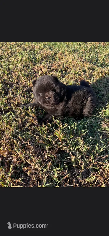 Coal – Chow Chow puppy for sale in Mannford, OK