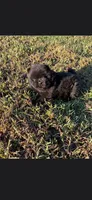 Coal, a male Chow Chow for sale in Mannford, OK – 1 of 5