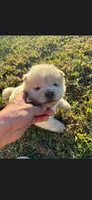 Sugar, a female Chow Chow for sale in Mannford, OK – 3 of 5
