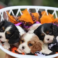 processed/001c64cd-a28a-40e6-b868-65407bf99bf1/facility/5371971c-6b87-4585-bf3b-83f385b356a1