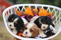 processed/001c64cd-a28a-40e6-b868-65407bf99bf1/facility/5371971c-6b87-4585-bf3b-83f385b356a1