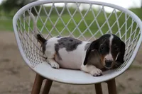 Penny x Buck F, a female Miniature Dachshund for sale in Elysian, MN – 2 of 4
