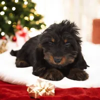 Cookie x Swoosh F1, a female Miniature Dachshund for sale in Elysian, MN – Photo 1 of 5