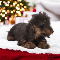 Cookie x Swoosh F1, a female Miniature Dachshund for sale in Elysian, MN – Photo 2 of 5