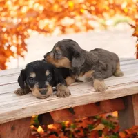 Cookie x Swoosh F1, a female Miniature Dachshund for sale in Elysian, MN – Photo 5 of 5