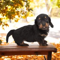Cookie x Swoosh F1, a female Miniature Dachshund for sale in Elysian, MN – Photo 3 of 5