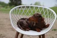 Lego x Gus f2, a female Miniature Dachshund for sale in Elysian, MN – 3 of 3