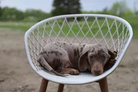 Lego x Gus m, a male Miniature Dachshund for sale in Elysian, MN – 2 of 2